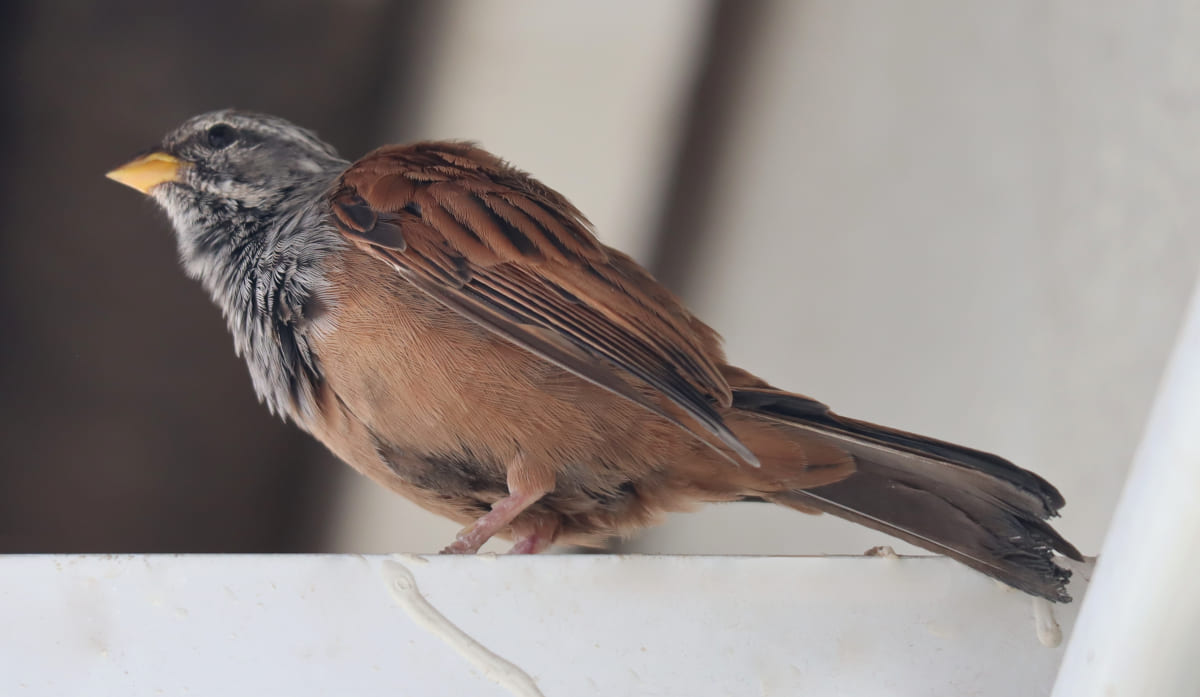 Le Bruant du Sahara &agrave; Casablanca
